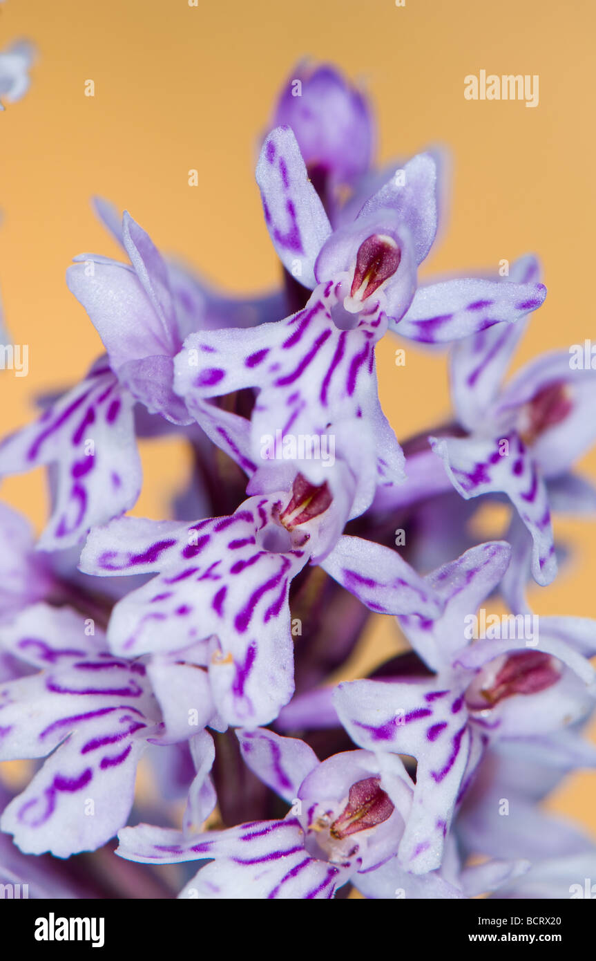 Close-up of a common spotted orchid Stock Photo