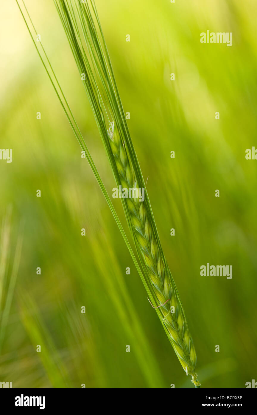 Wheat seed heads Stock Photo - Alamy