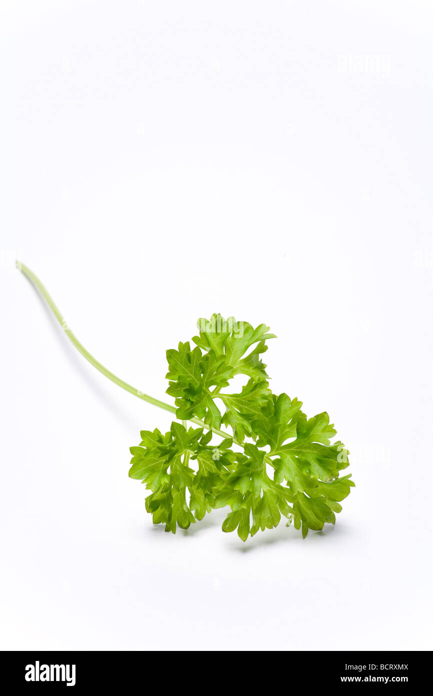 Parsley leaves Stock Photo