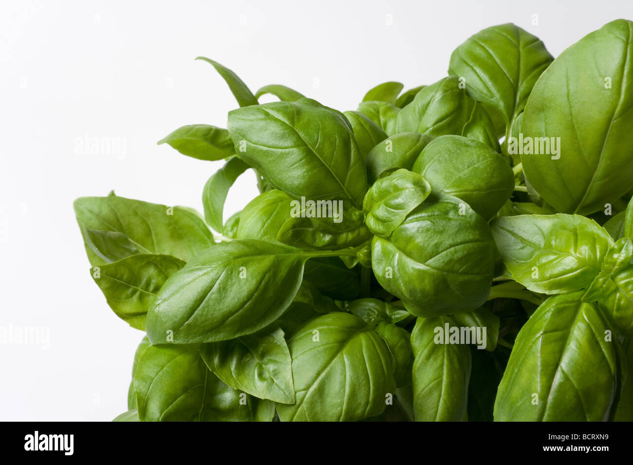 Green Basil leaves Stock Photo Alamy
