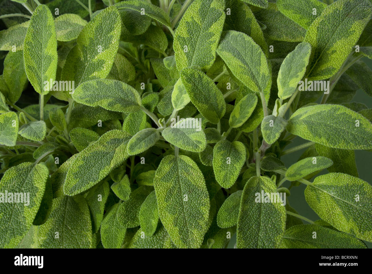 Officialissage hires stock photography and images Alamy