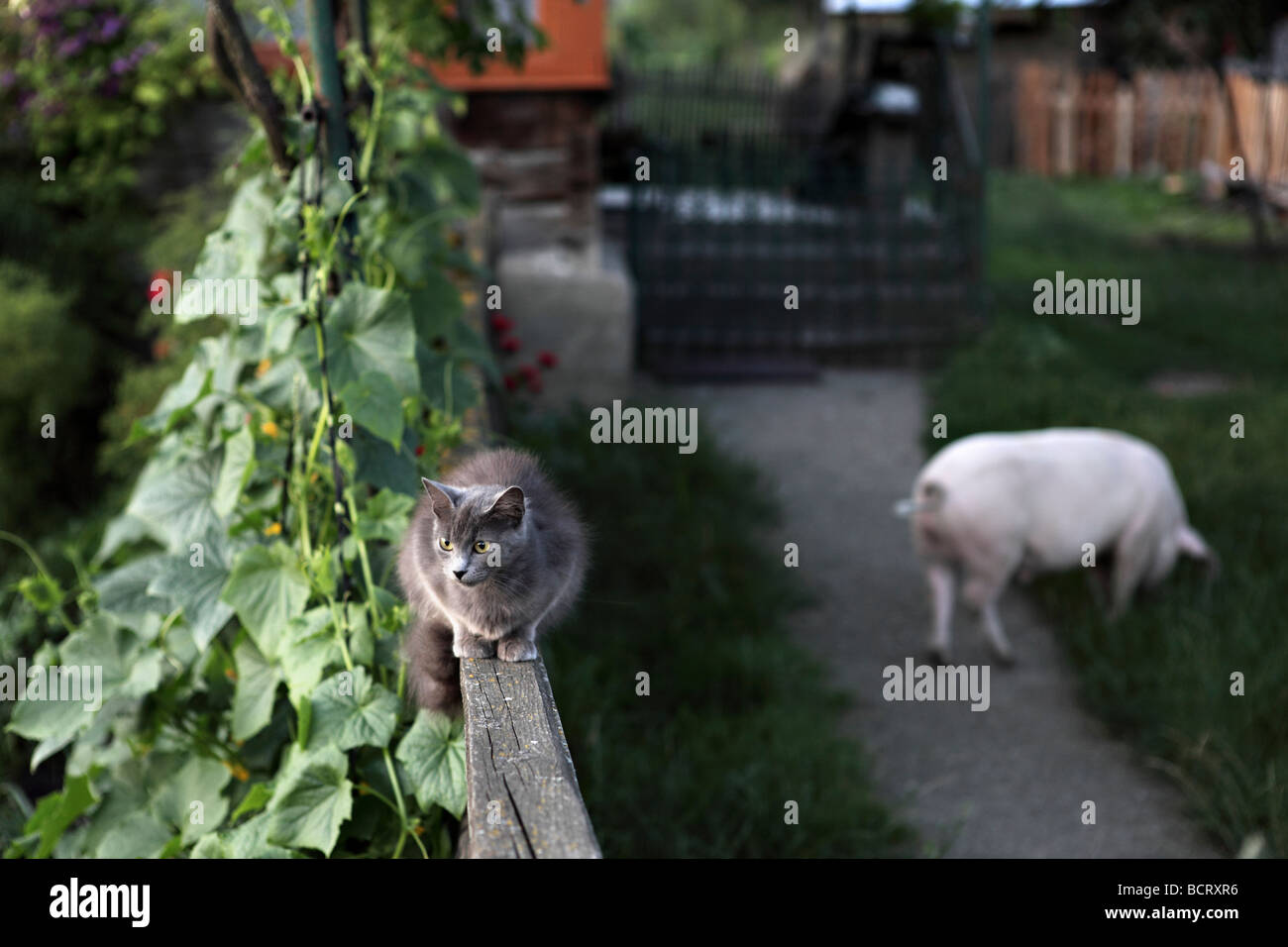 Cat and pig on the outdoor in a remote Transylvania village. Stock Photo