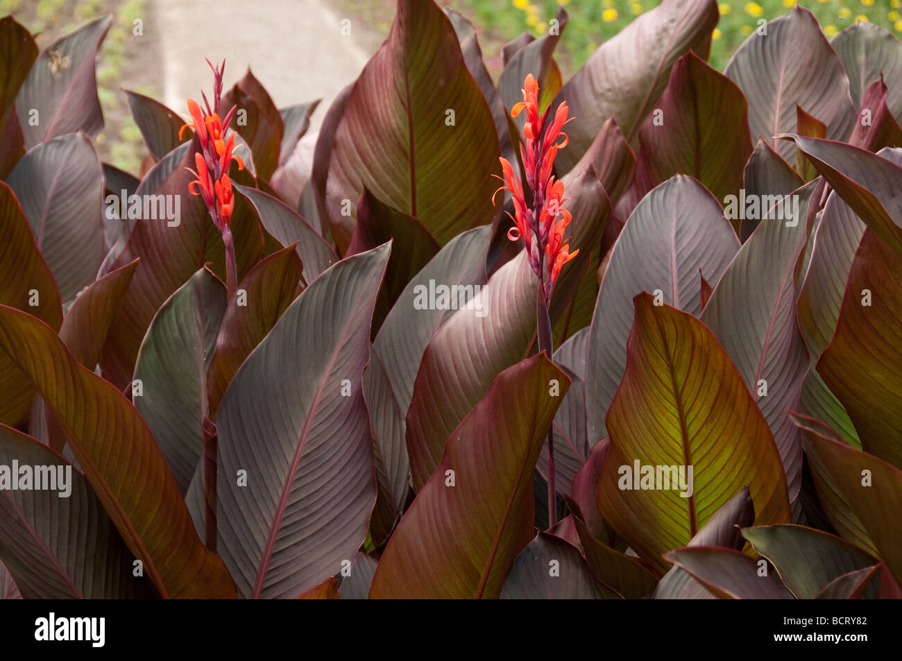 Canna lily. Stock Photo