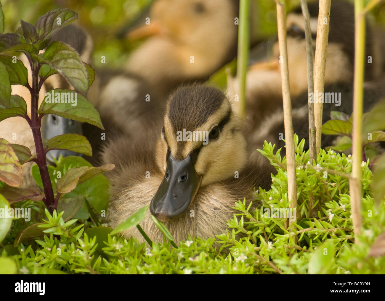 Malard duck chicks anas platyryhhncho in resting with the rest of the brood at the waters edge . Stock Photo