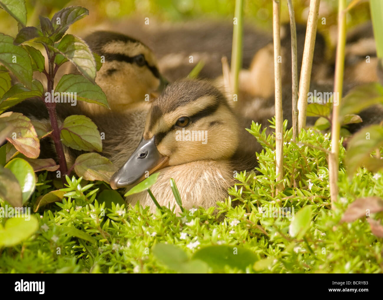 Malard duck chicks anas platyryhhncho in resting with the rest of the brood at the waters edge . Stock Photo