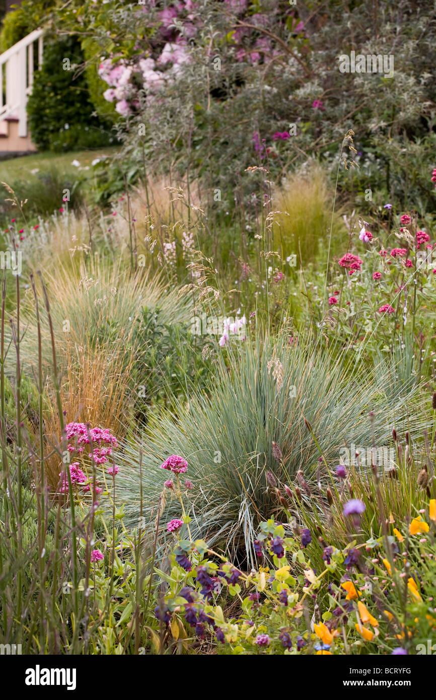 Ornamental bunch grasses (Helictotrichon, Nassella) in Amy Stewart's front yard flowery no lawn cottage garden, Eureka, Calif. Stock Photo