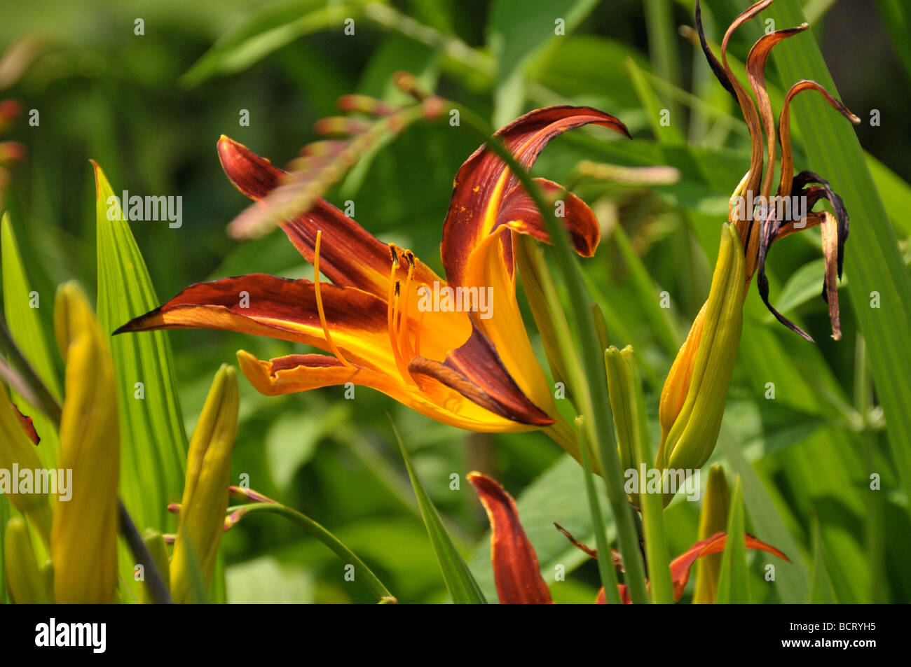 Tiger lilies near me