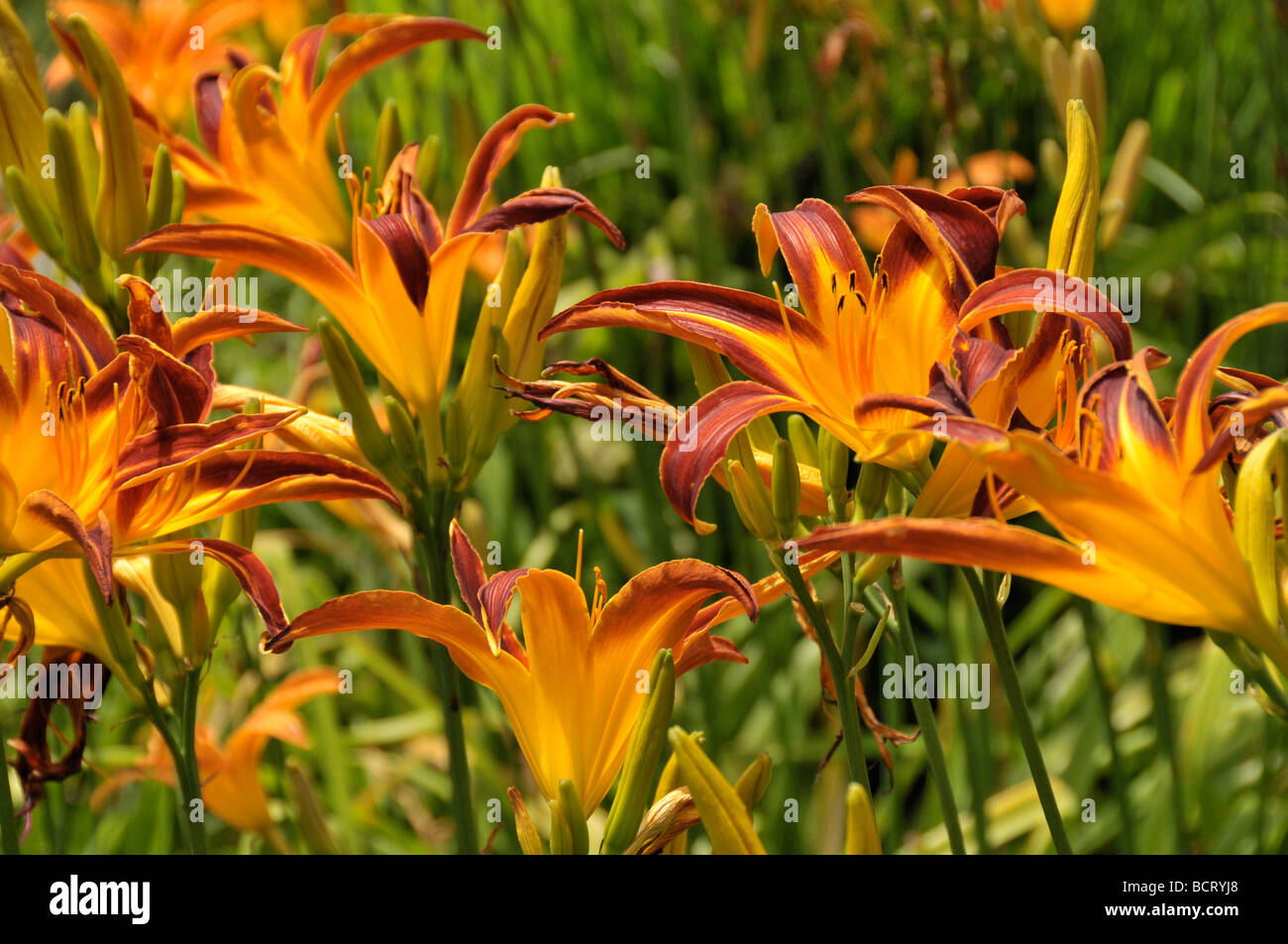 Tiger lilies hi-res stock photography and images - Alamy