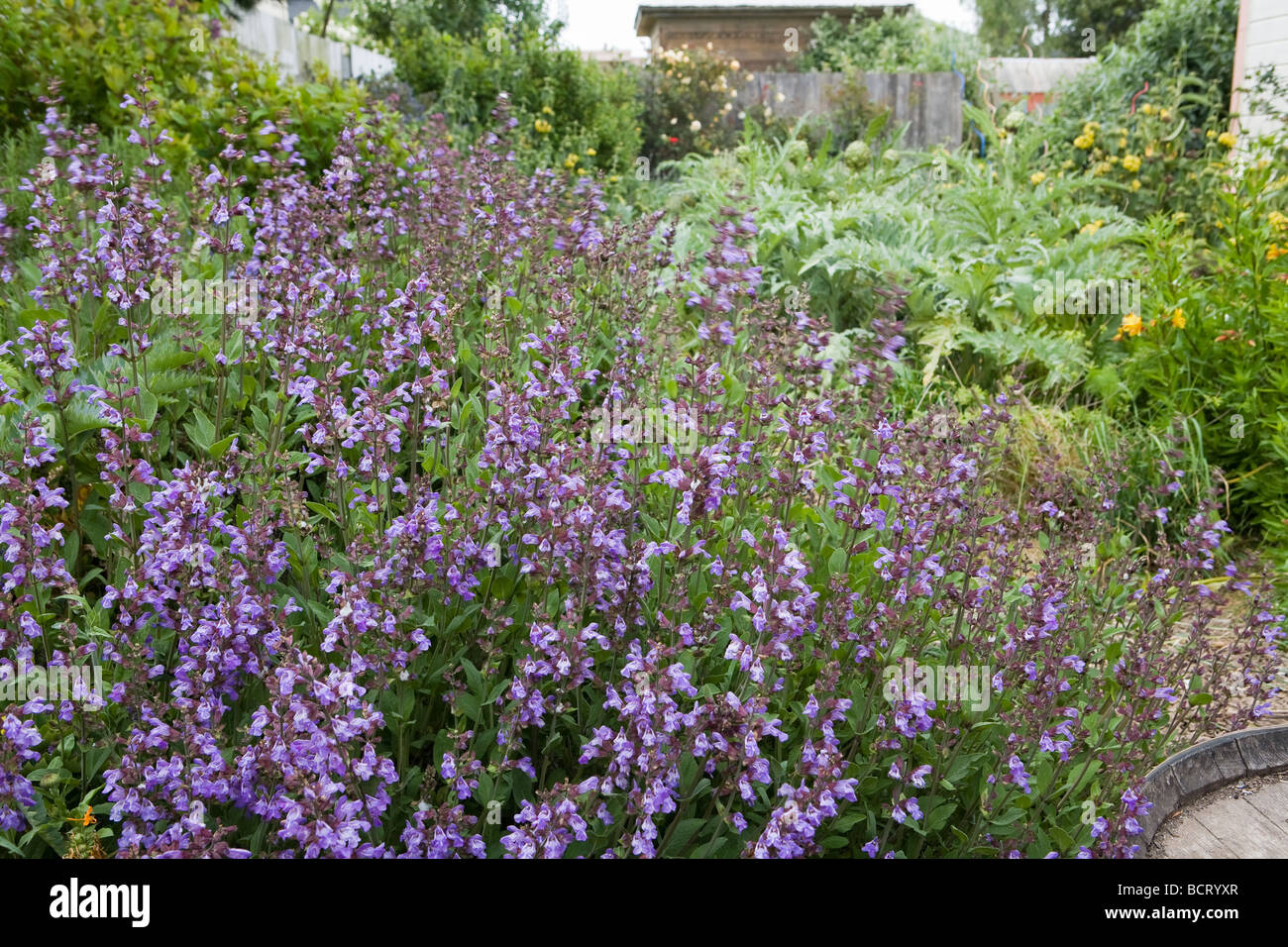 Blue flower sage Salvia officinalis herb edible plant in Amy Stewart s garden Stock Photo