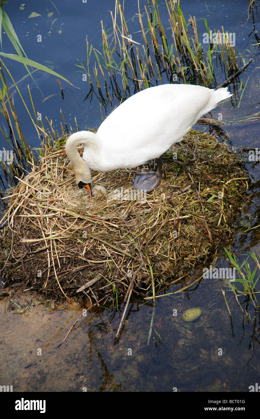 Mute swan moving an egg on her nest another egg has slipped into the