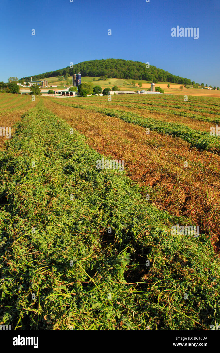 Cut alfalfa on farm near Dayton in the Shenandoah Valley Virginia Stock Photo