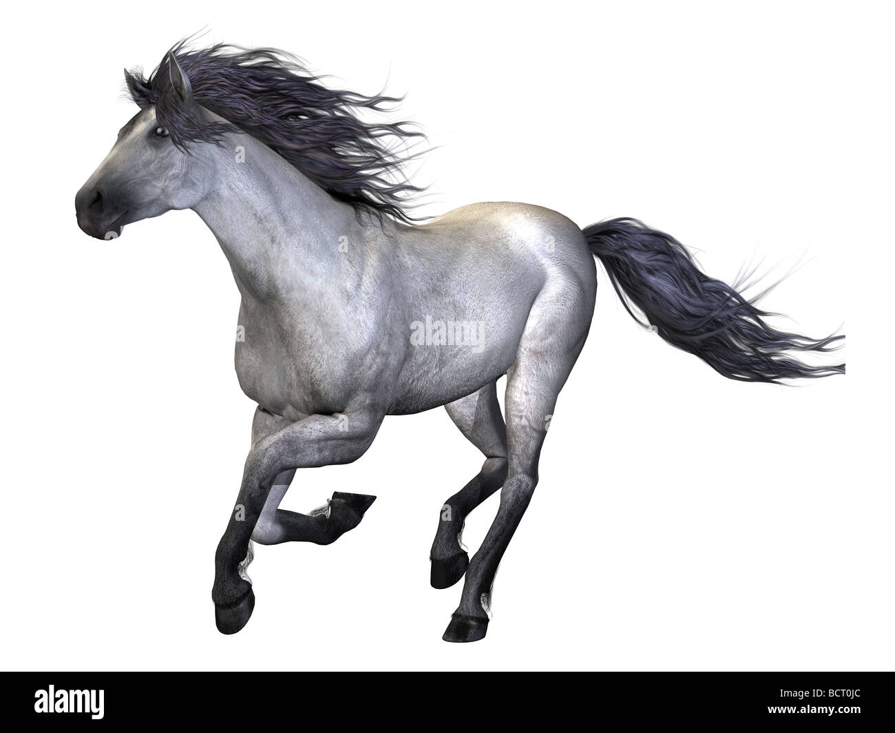 A beautiful white stallion galloping. Stock Photo