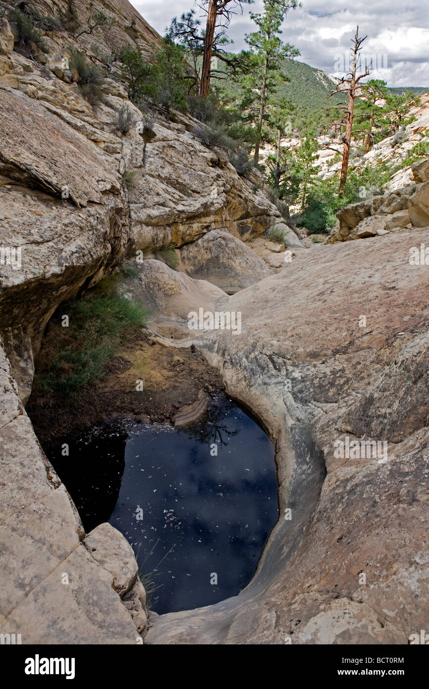 Pool of water, called a tinaja, in Dixie National Forest, Utah, part of the Grand Staircase Escalante National Monument area Stock Photo