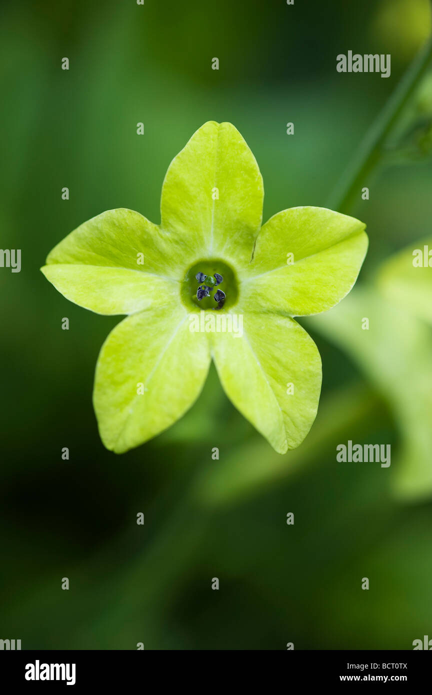 Nicotiana 'Lime Green' flower, Tobacco plant 'Lime Green'. Nicotiana alata 'Lime Green' Stock Photo