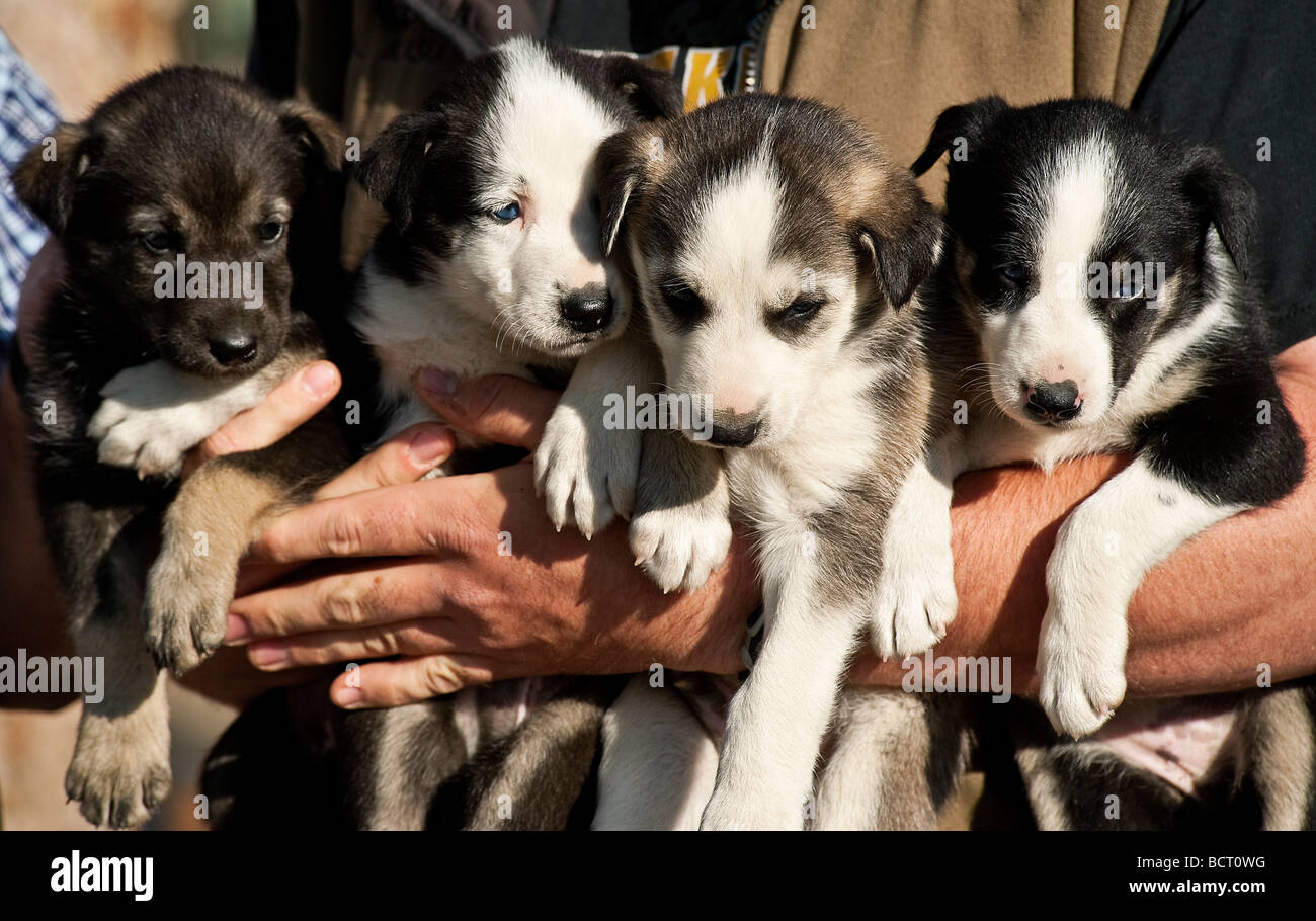 Alaskan Husky puppies Jeff King's Husky Homestead Kennel Denali Alaska Stock Photo