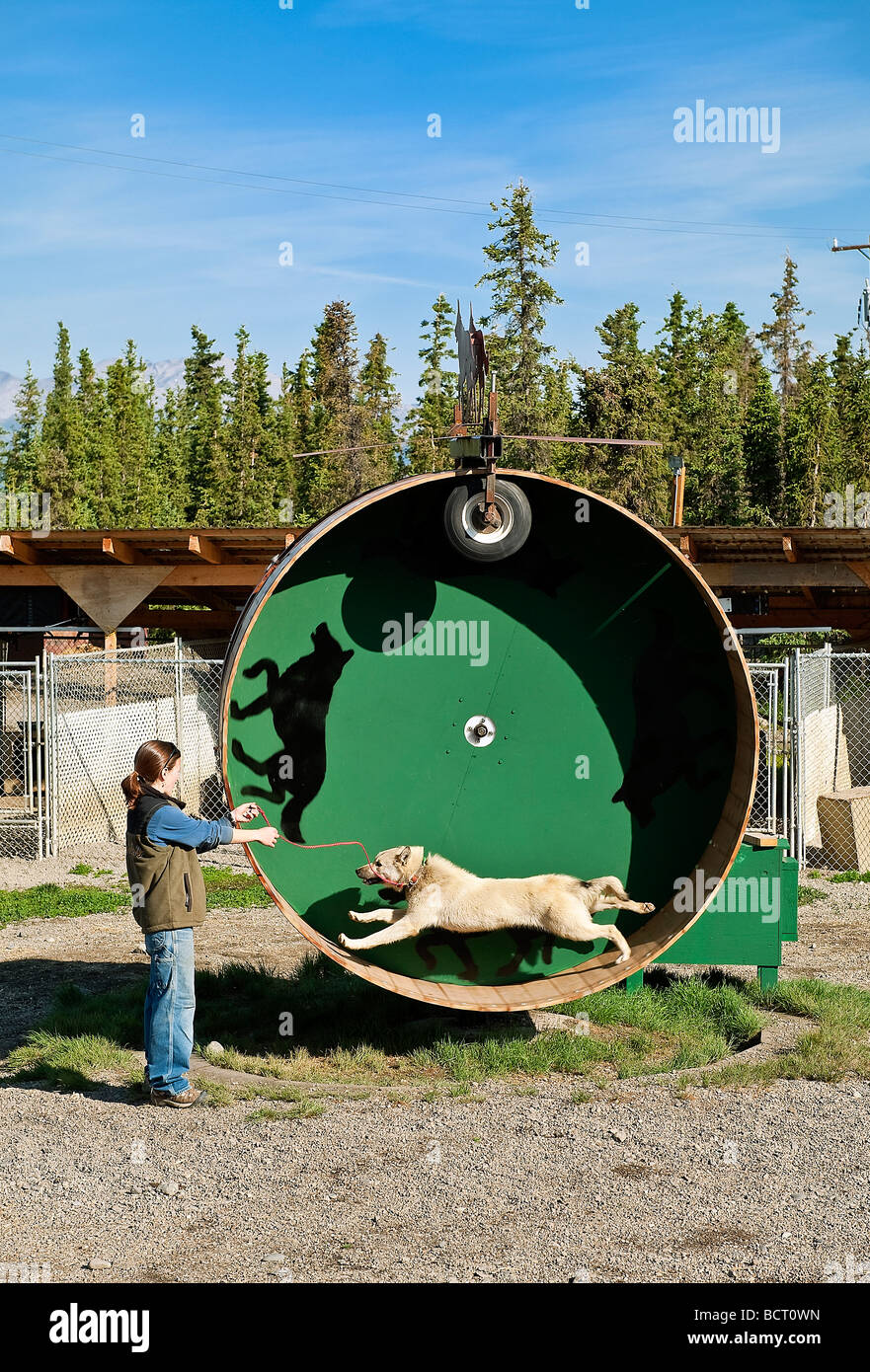 Alaskan Husky sled dog on training wheel at Jeff King's Husky Homestead Kennel Denali Alaska USA Stock Photo