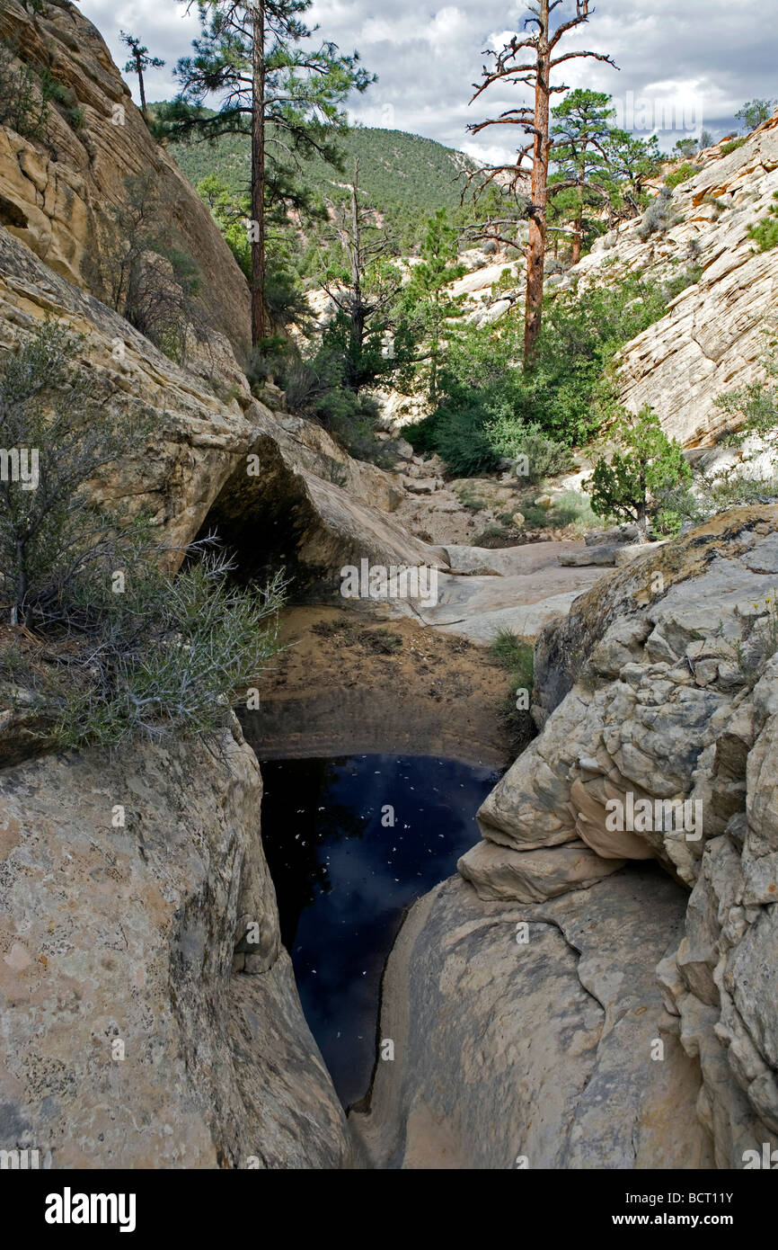 Pool of water, called a tinaja, in Dixie National Forest, Utah, part of the Grand Staircase Escalante National Monument area Stock Photo