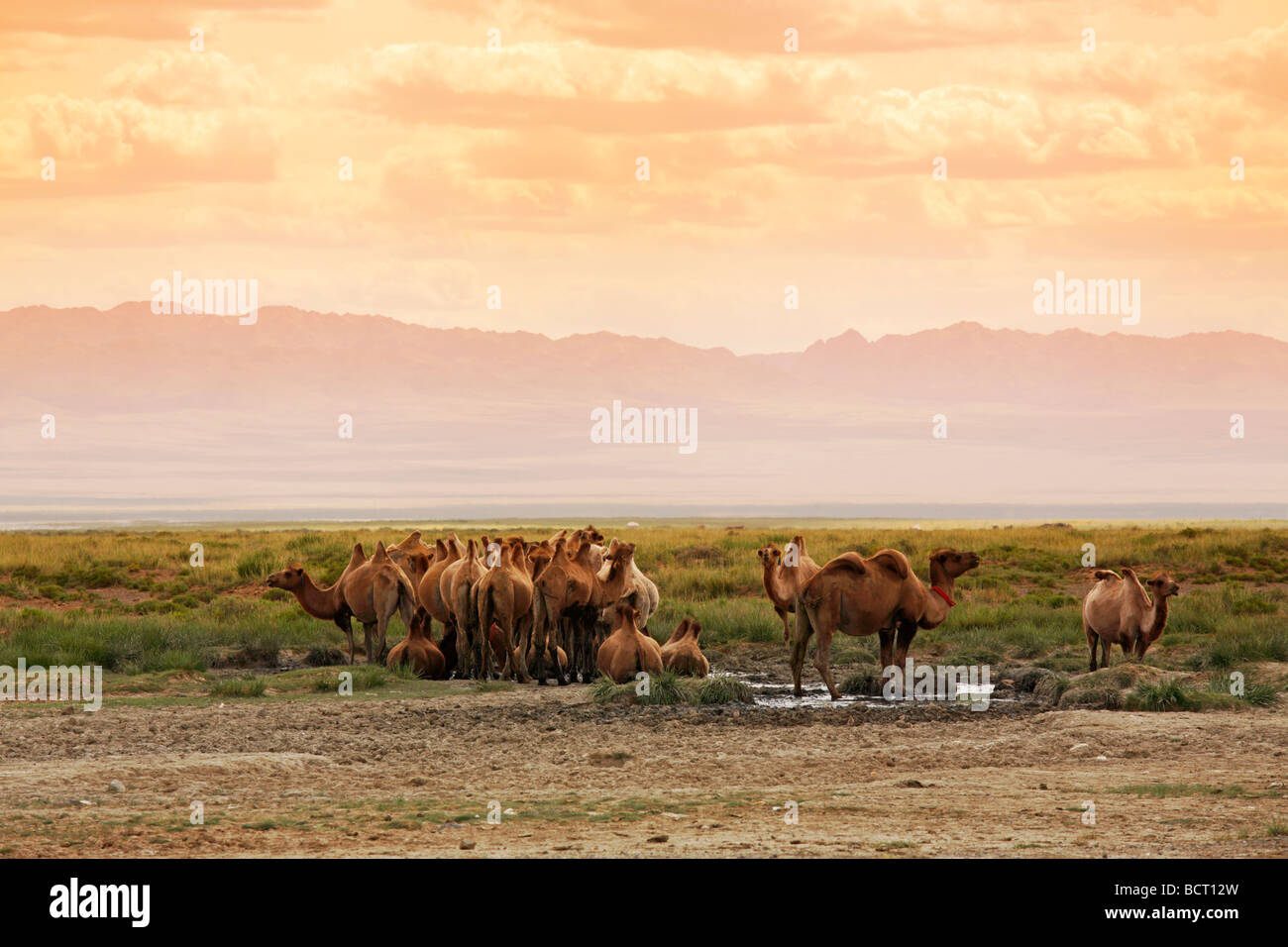 Camels in the South Gobi desert, Mongolia Stock Photo