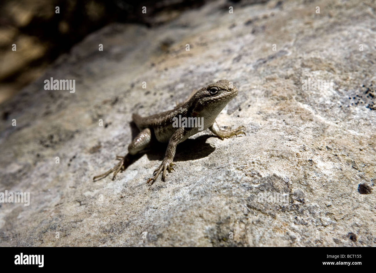 Lizard sunbathing on a rock in a canyon of the Grand Staircase Escalante National Monument Utah Stock Photo