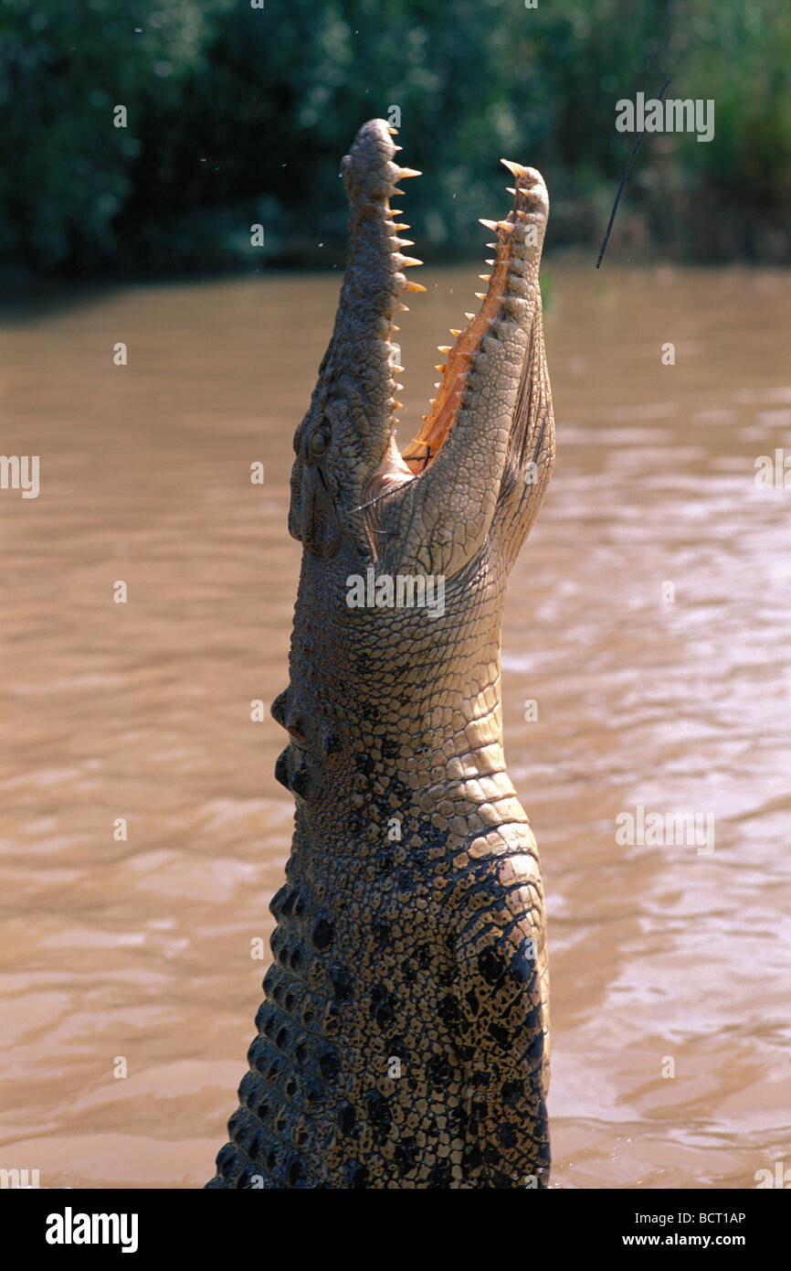 Saltwater Crocodile jumps upward from river surface water walking with tail Stock Photo