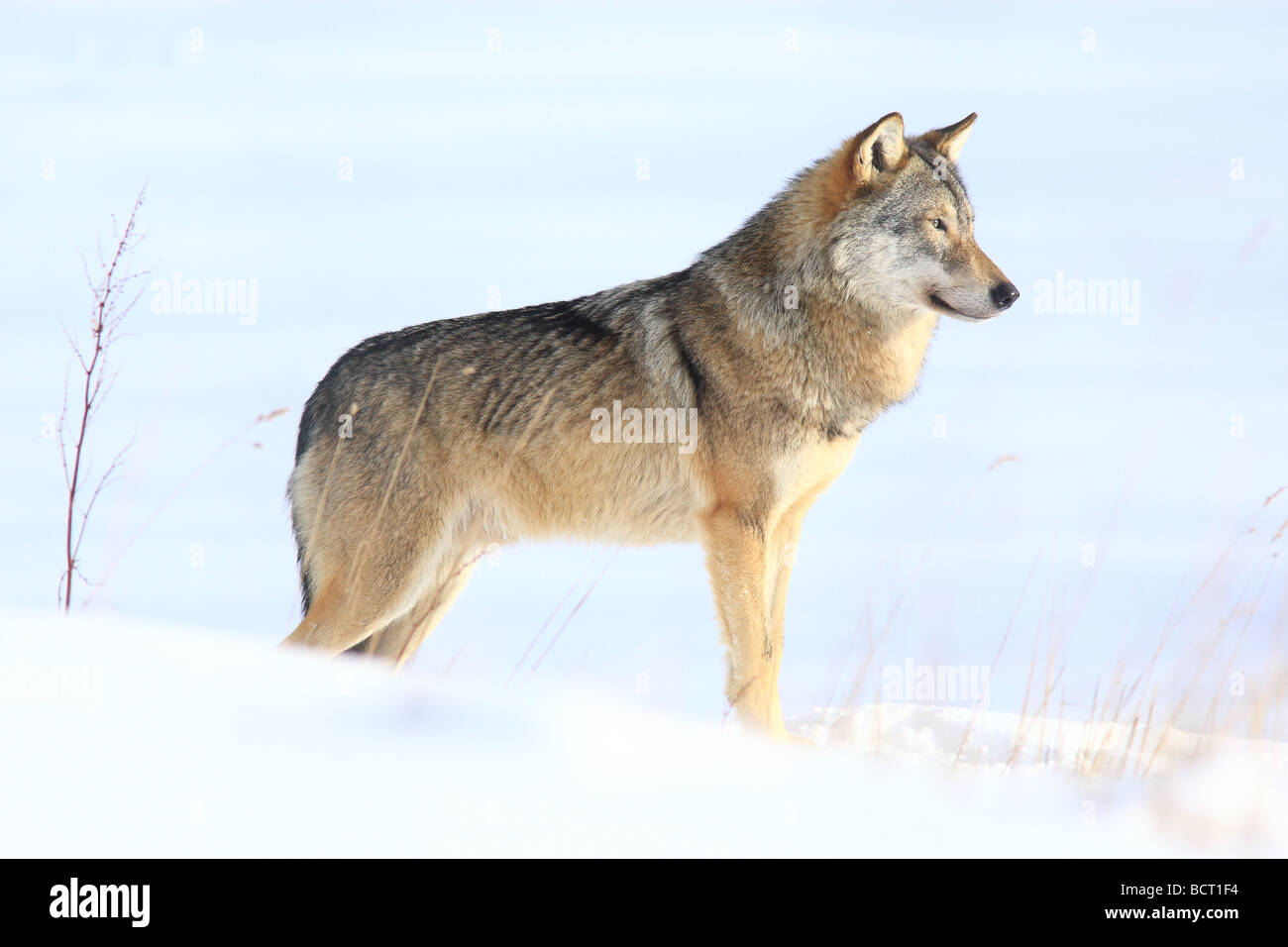 A European Grey Wolf, Canus Lupus appearing through the bushes in the snow Stock Photo