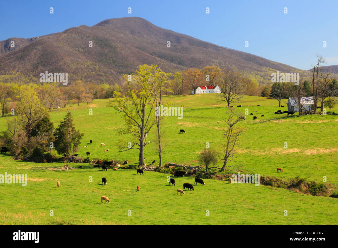 Farm in Massies Mill Nelson County Virginia Stock Photo Alamy
