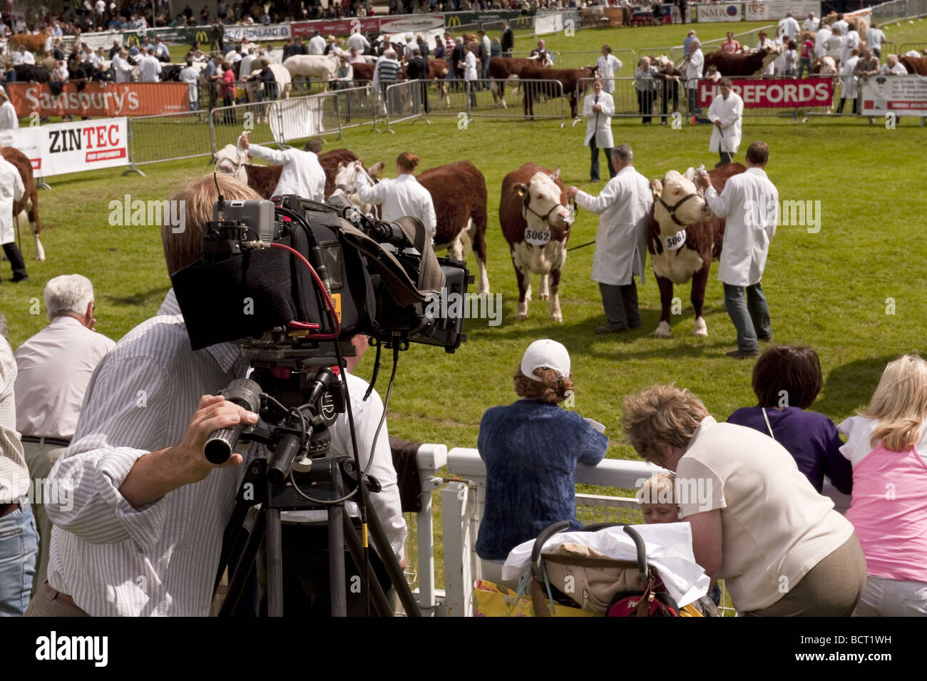 Show cattle ring rings judging hi-res stock photography and images - Alamy