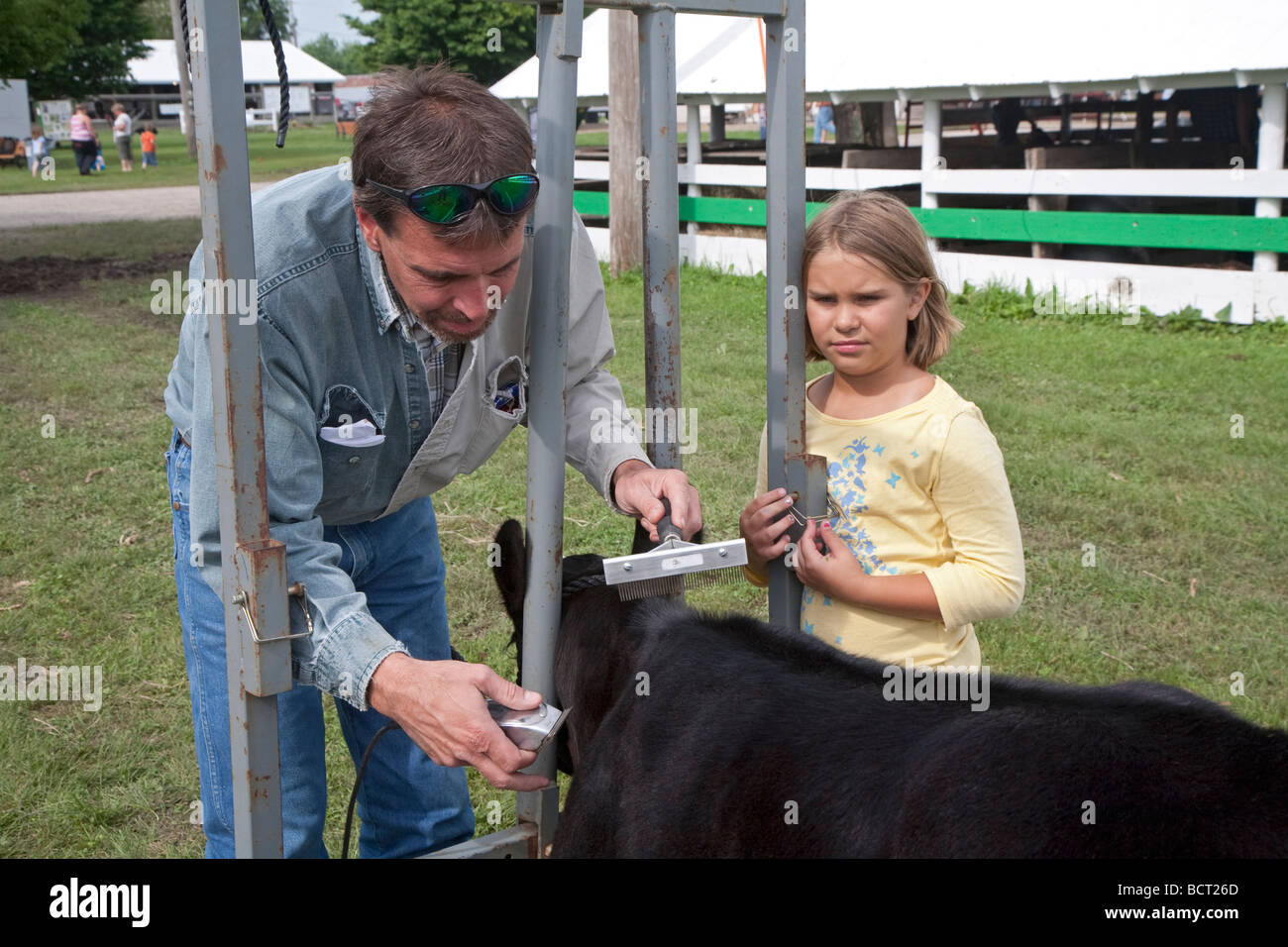 Marengo Iowa A girl watches as her dad grooms their calf for competition at the Iowa County Fair Stock Photo
