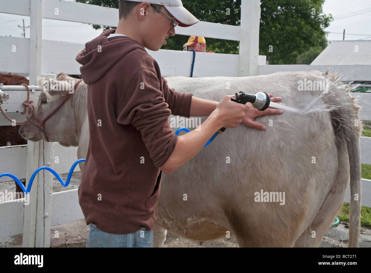 Marengo Iowa A boy grooms his cow for competition at the Iowa County Fair Stock Photo