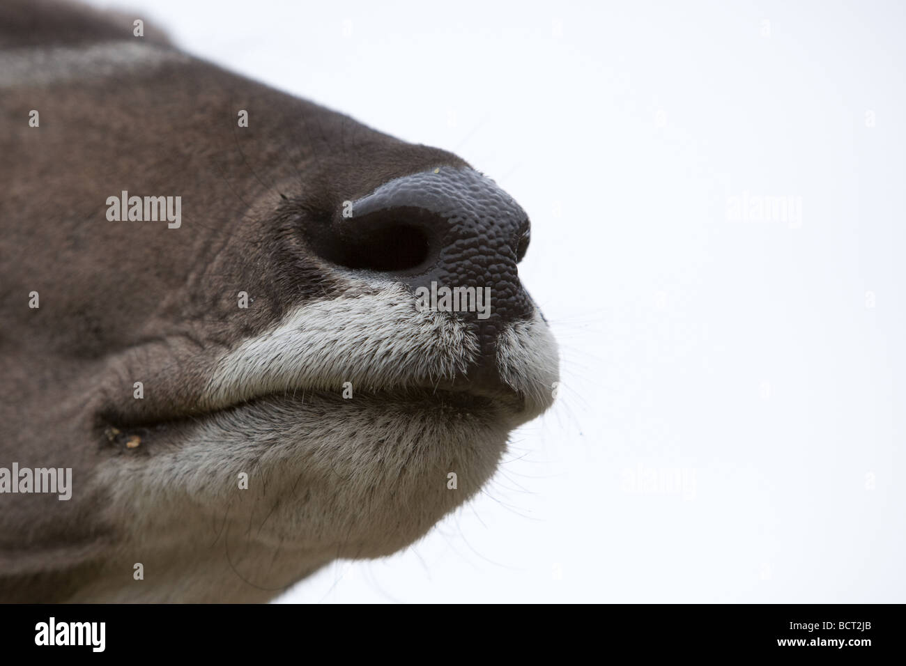 Female Kudu nose and mouth shot Stock Photo