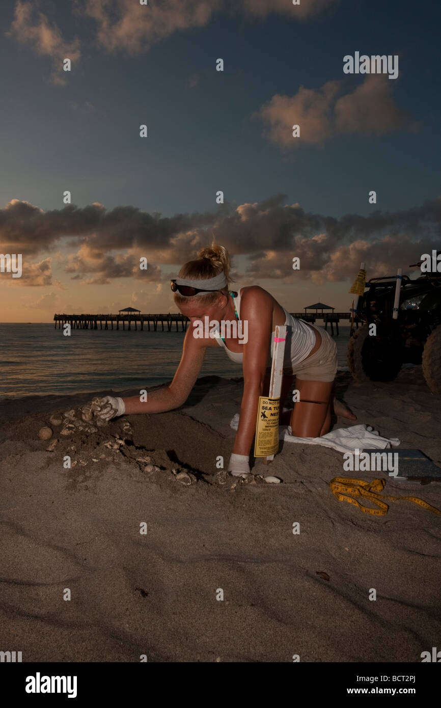 Biologist Kelly Martin excavates a leatherback sea turtle nest Stock Photo