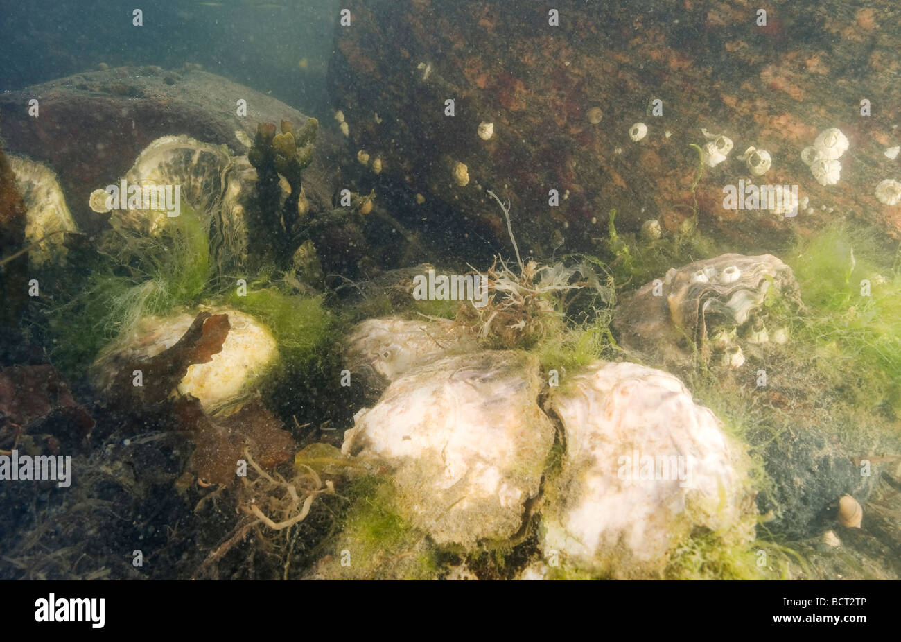 Oyster bed (Crassostrea gigas), Sweden Stock Photo - Alamy