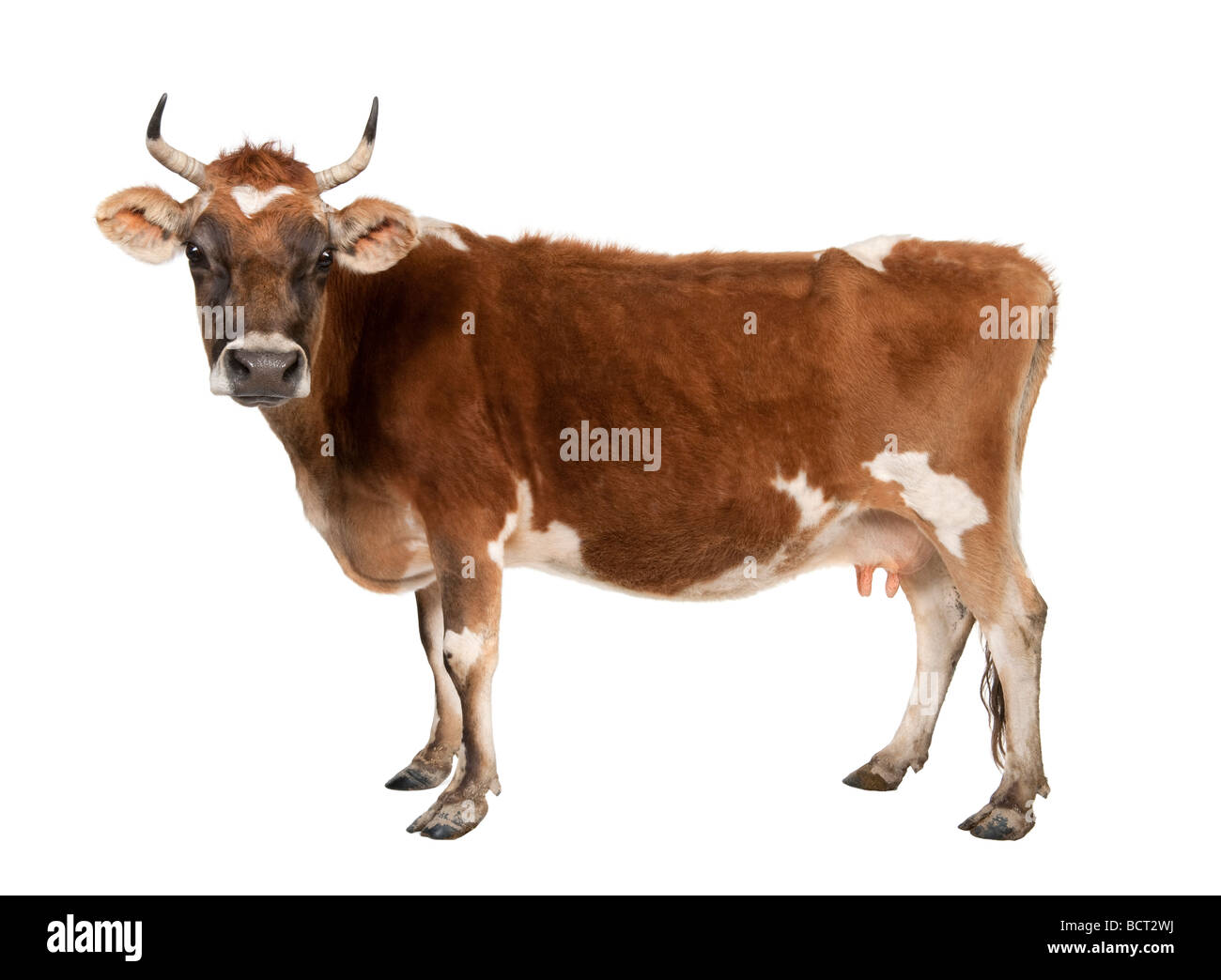 Brown Jersey cow, 10 years old, in front of a white background, studio shot Stock Photo