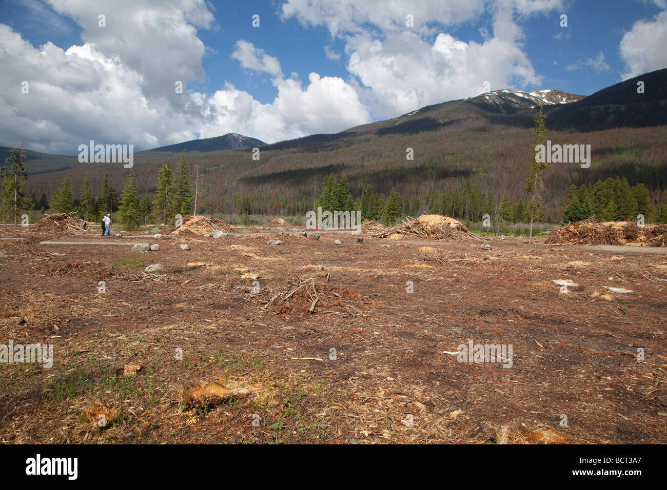 Pine trees in national park campground cut down after being killed by pine beetle outbreak Stock Photo