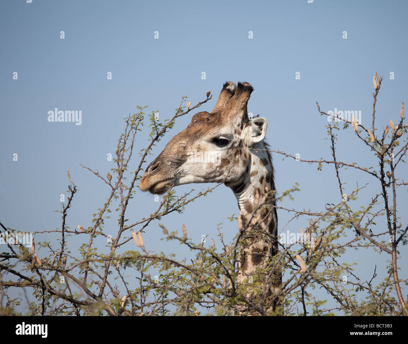 Male South African Giraffe head looking over an acacia tree Stock Photo