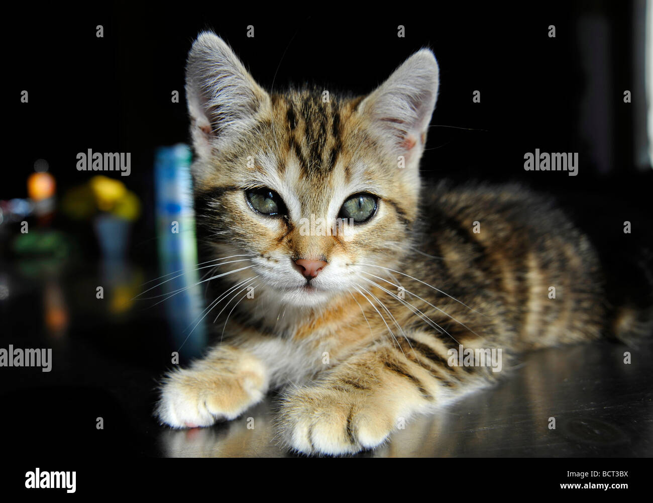 Young tabby kitten Stock Photo - Alamy