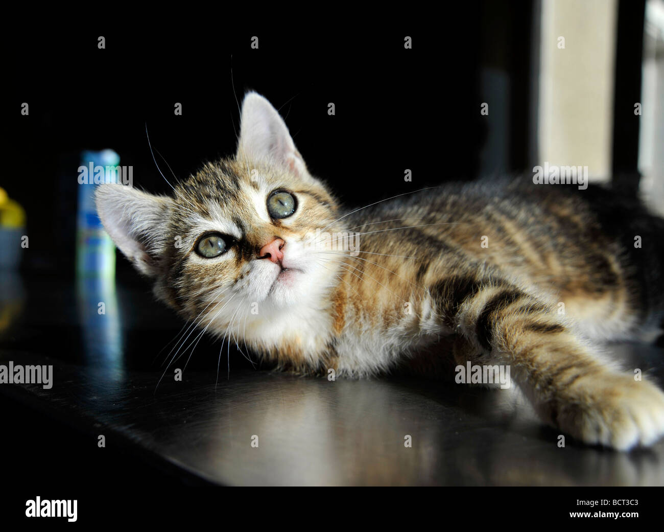 Young tabby kitten Stock Photo - Alamy