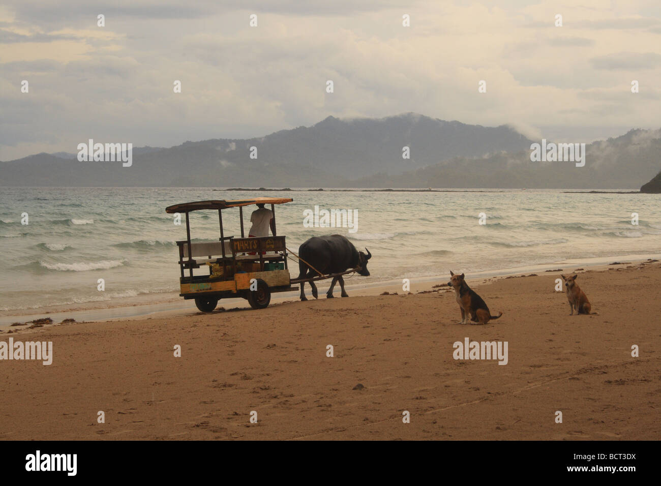 Sand sea and animals on Asia beach Stock Photo