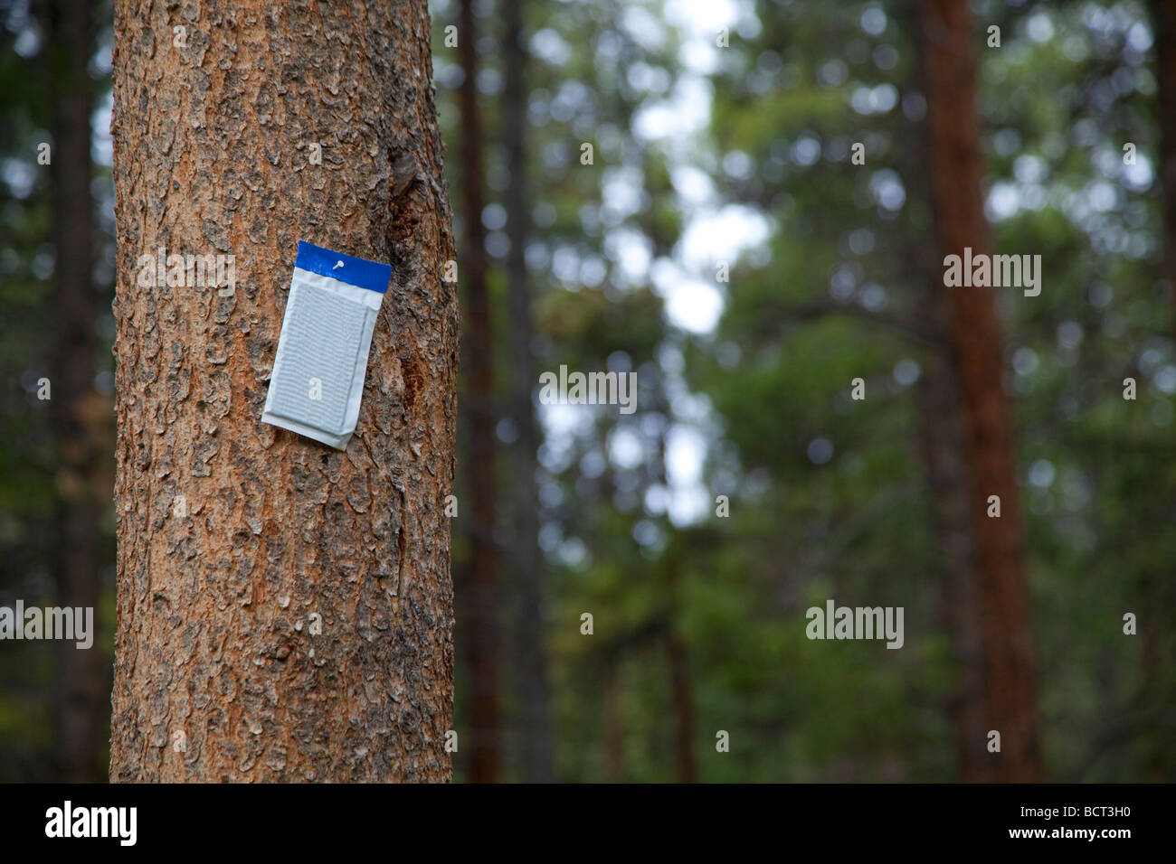 A pheromone packet is hung on a tree in the hopes of repelling pine beetles which are killing millions of acres of pine trees. Stock Photo