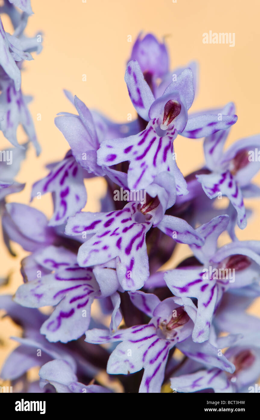 Close-up of a common spotted orchid Stock Photo