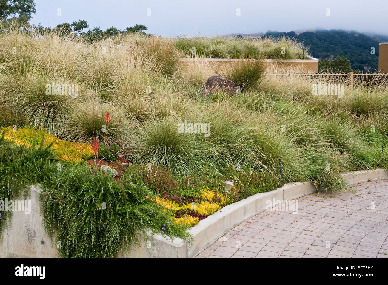 Grass meadow slope as greenroof garden for California home Stock Photo