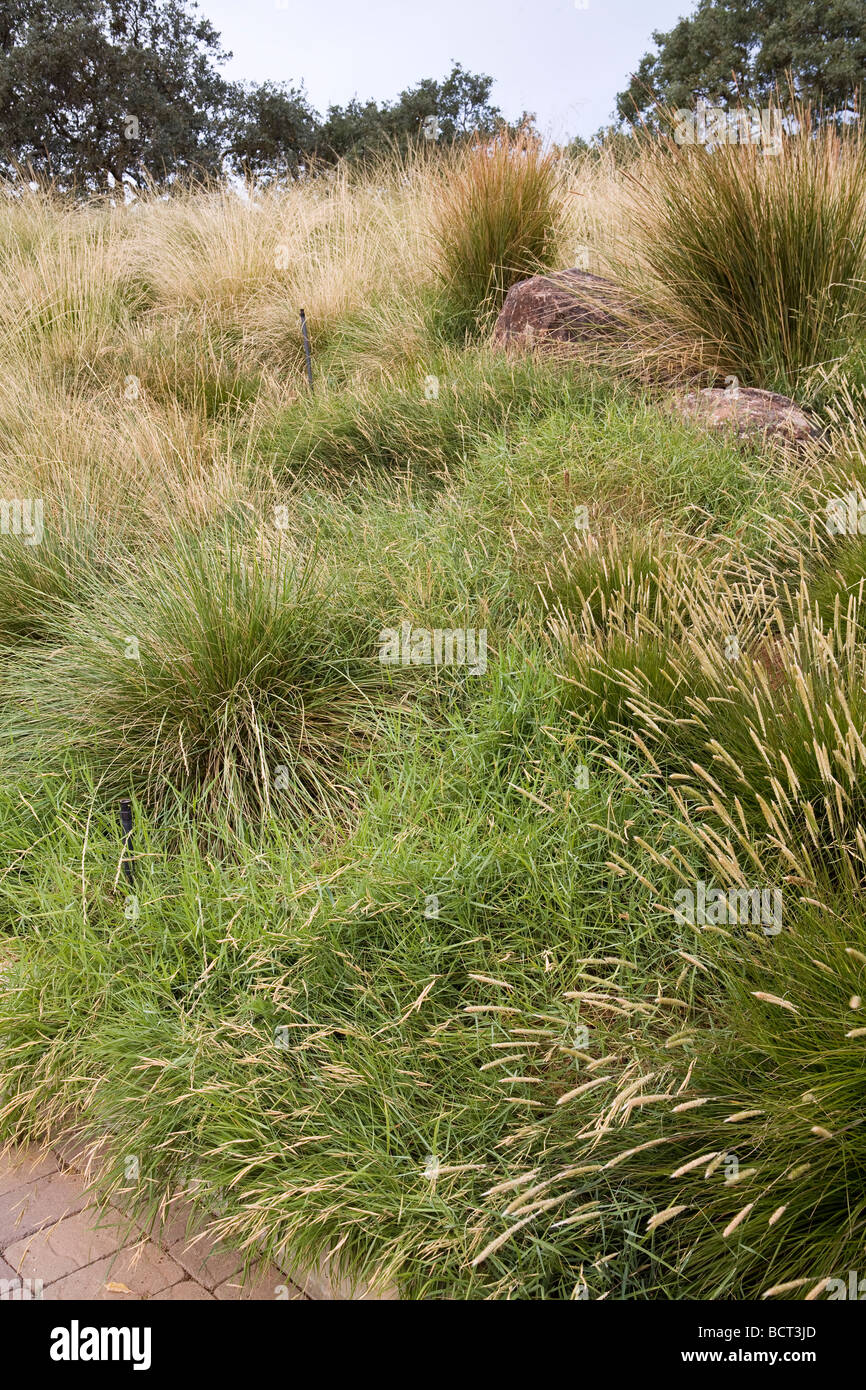 Grass meadow green roof garden w/ Brachypodium, Pennisetum, Festuca and Spartina Stock Photo