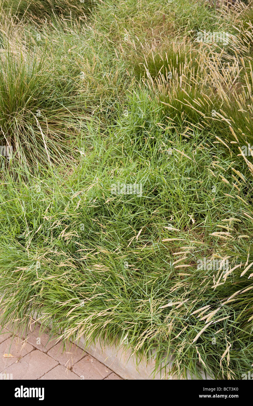 Mediterranean False-brome groundcover in grass meadow green roof garden for California home Stock Photo