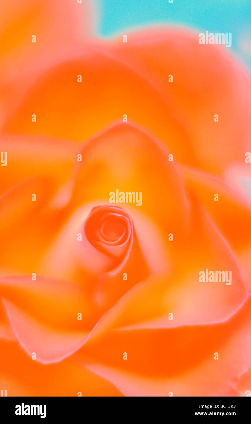close up of rose bursting with colour fine art photography Jane Ann Butler Photography JABP350 Stock Photo
