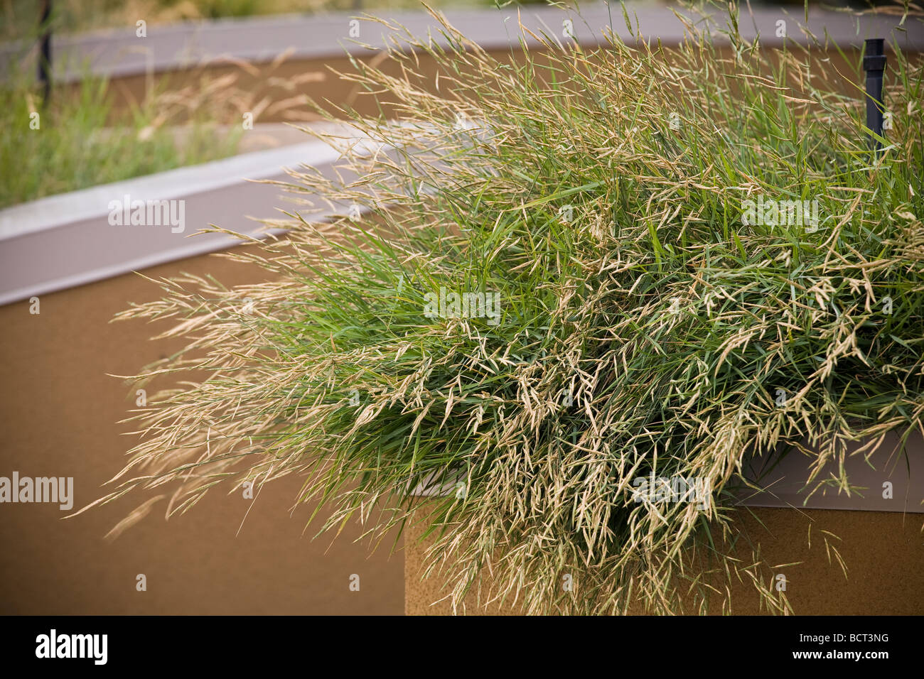 Mediterranean False-brome groundcover in grass flowering in meadow green roof garden on California home Stock Photo