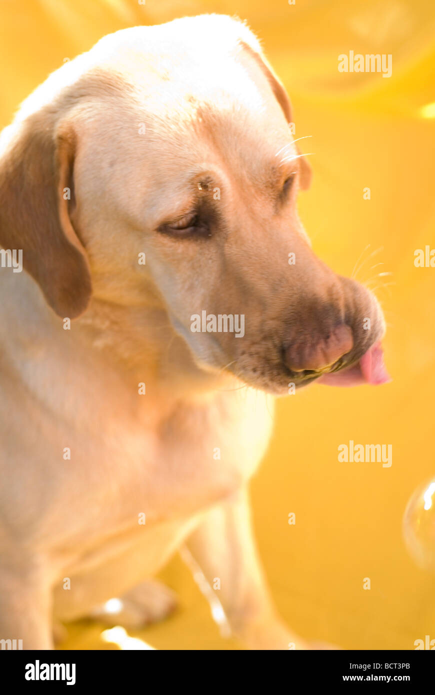 Silly Lab Dog Labrador sleep tongue hi-res stock photography and images - Alamy