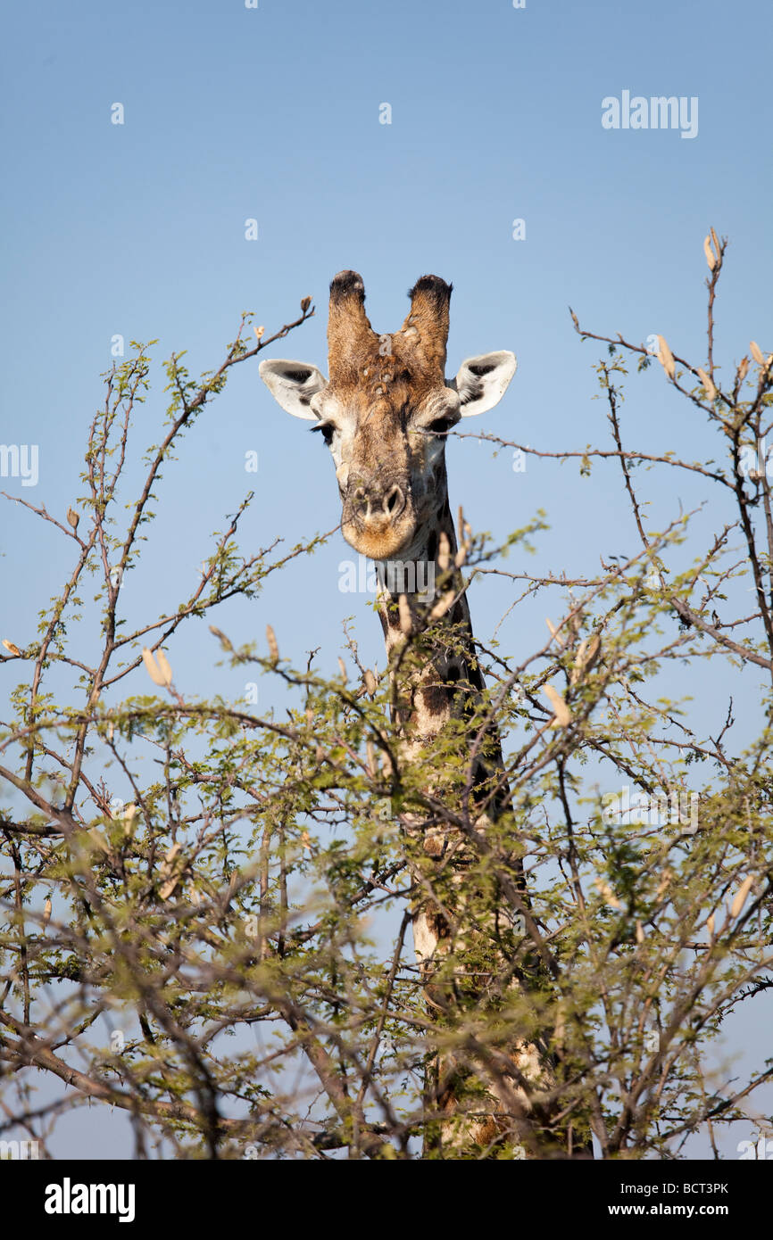 Male South African Giraffe head looking over an acacia tree Stock Photo