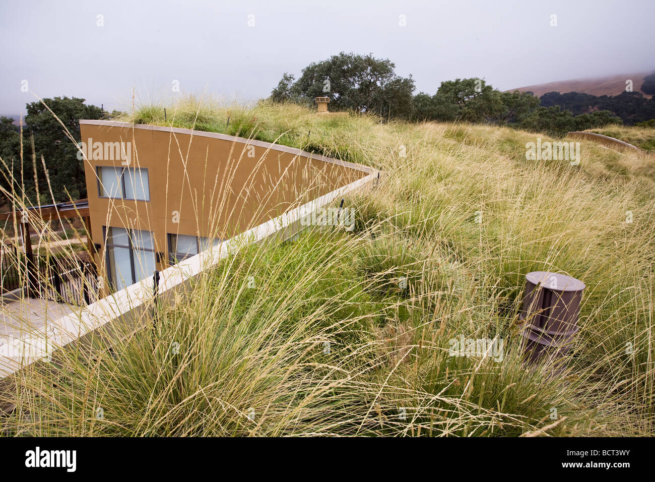 Grass meadow green roof garden with Atlas Fescue and Mediterranean False-brome as naturalistic groundcover for California home Stock Photo