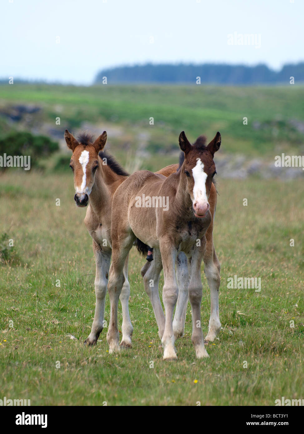 Bodmin Moor pony foals Stock Photo