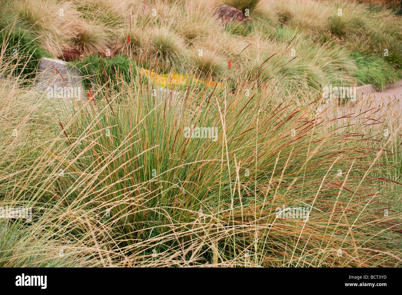 Spartina bakeri sand cordgrass in ornamental grass meadow green roof garden for California home Stock Photo